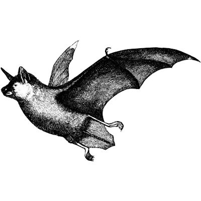 bat