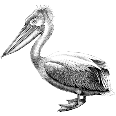 crested pelican