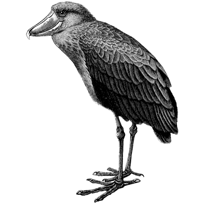 shoebill