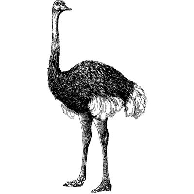 ostrich