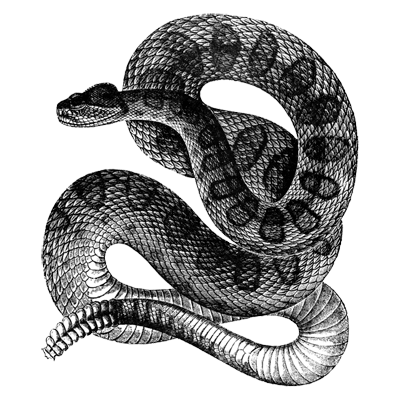 rattlesnake