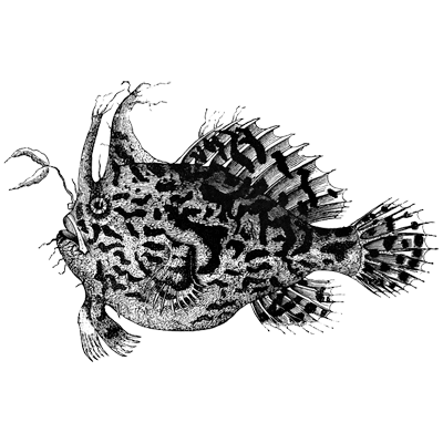 marbled angler fish