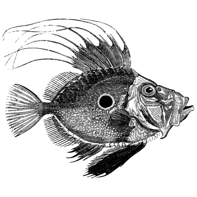 john dory fish