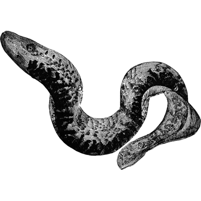 European lamprey or eel (stone sucker)