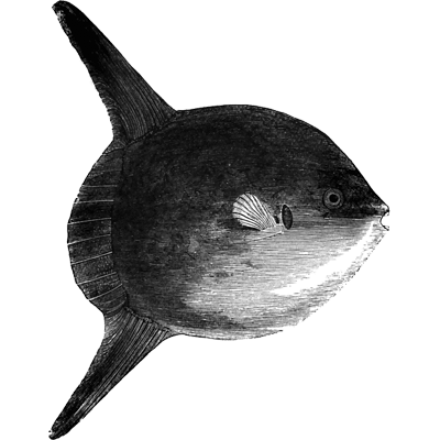 short sunfish