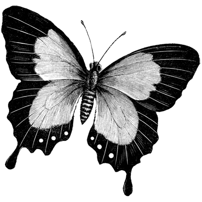 butterfly