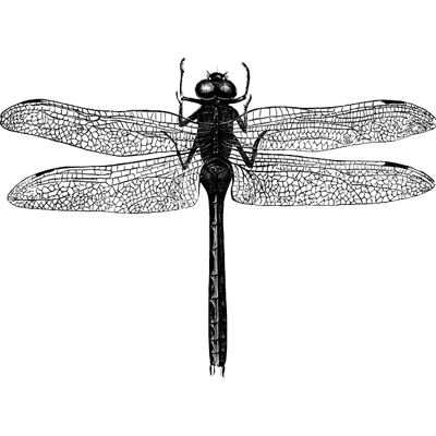 dragonfly