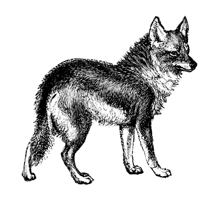 coyote