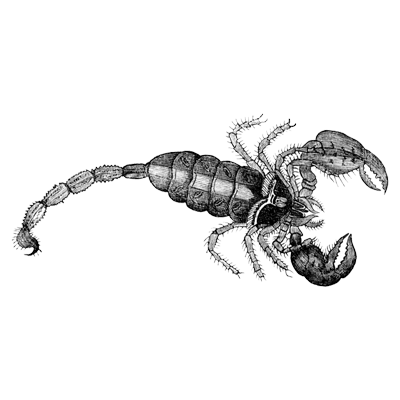 scorpion