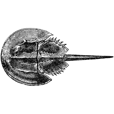 horseshoe crab