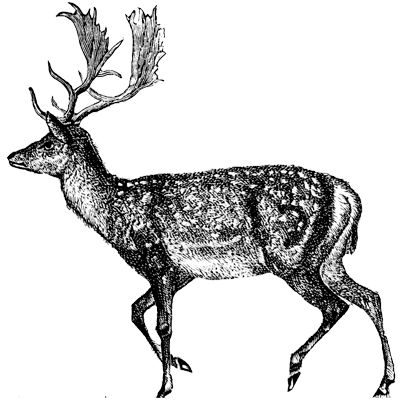 deer with antlers