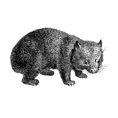 wombat